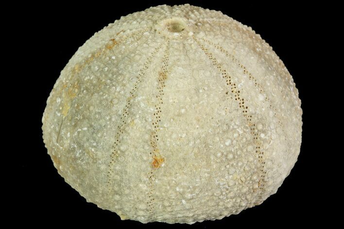 Psephechinus Fossil Echinoid (Sea Urchin) - Morocco #69851